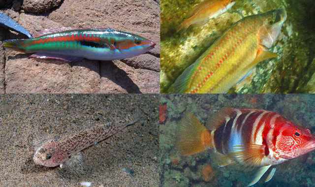 Sciri�, cazzarola, goggione e perchia: ecco i pesci da riva e da "ciambotto" di Bari